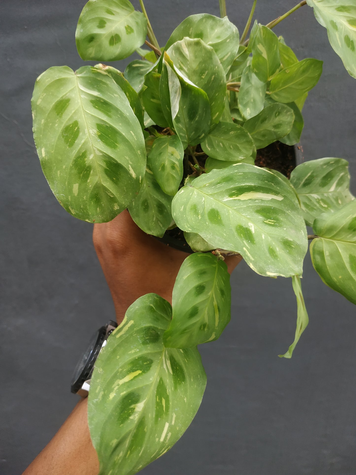 Calathea Leuconeura Variegated