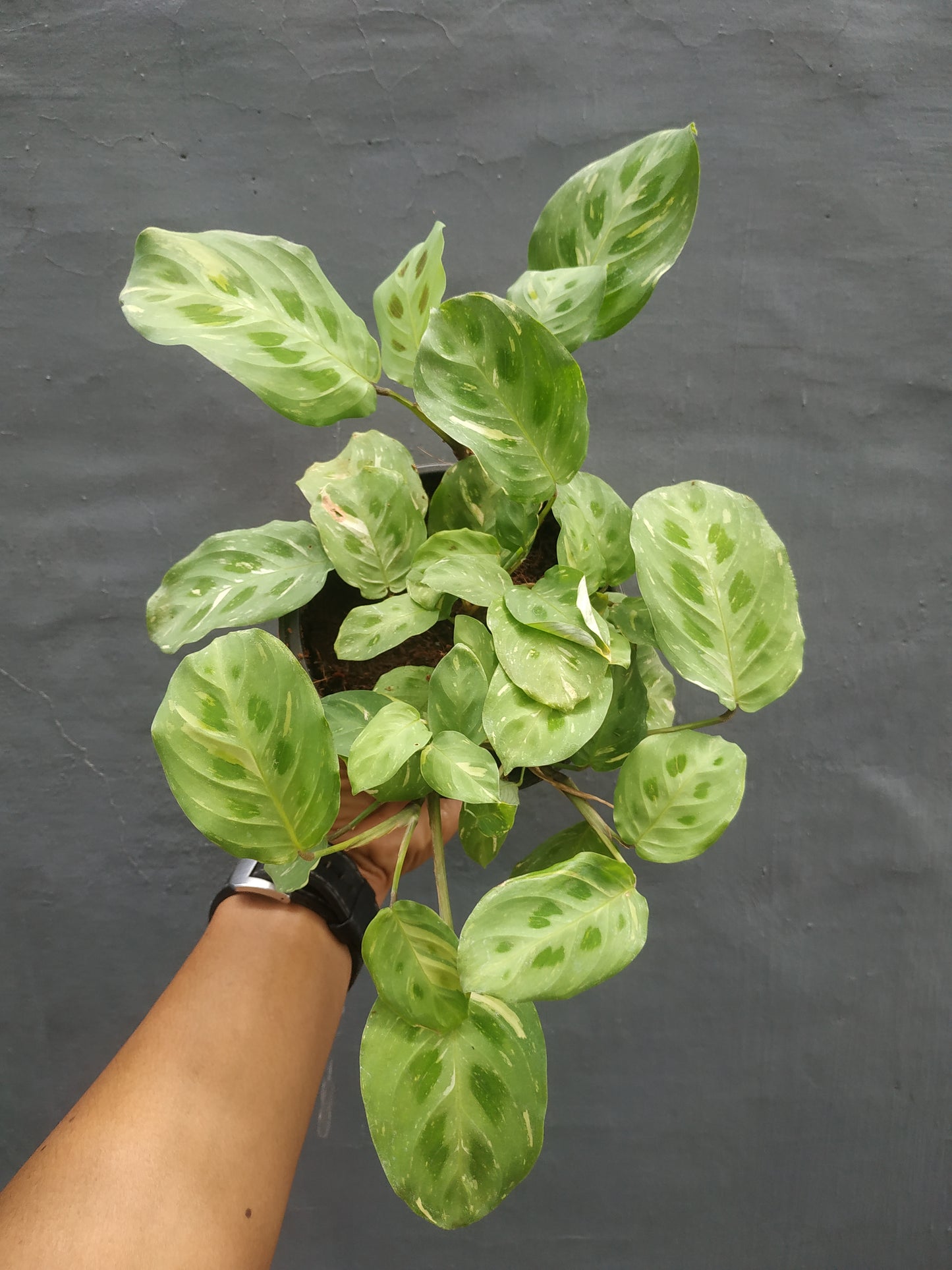 Calathea Leuconeura Variegated