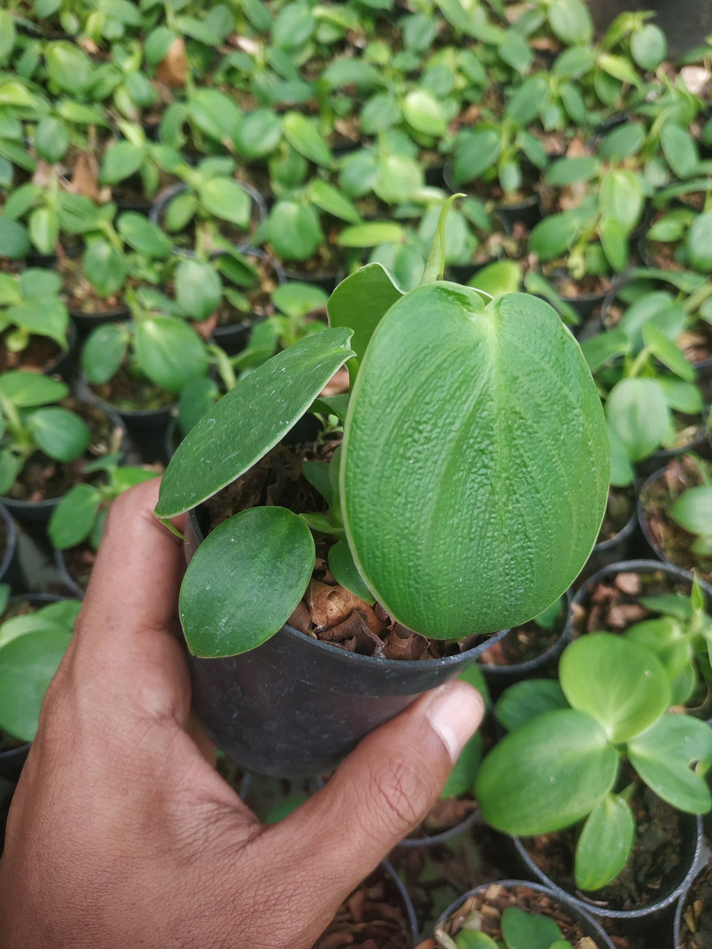 Philodendron Rugosum Small