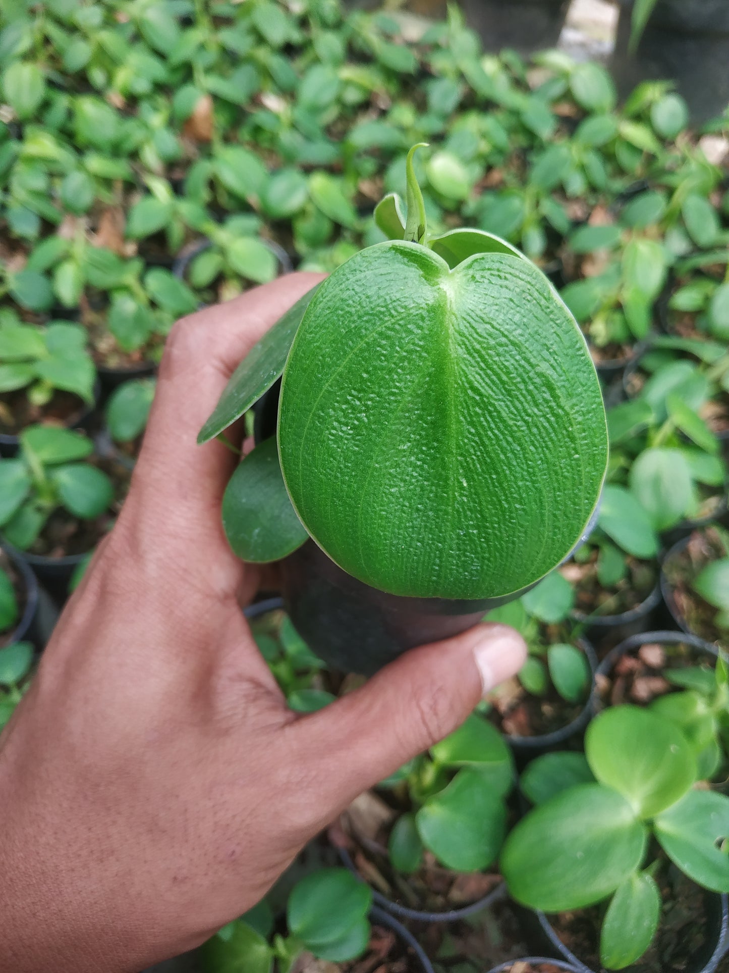 Philodendron Rugosum Small