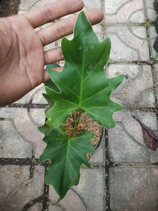 Philodendron Bipinnatifidum Seloum