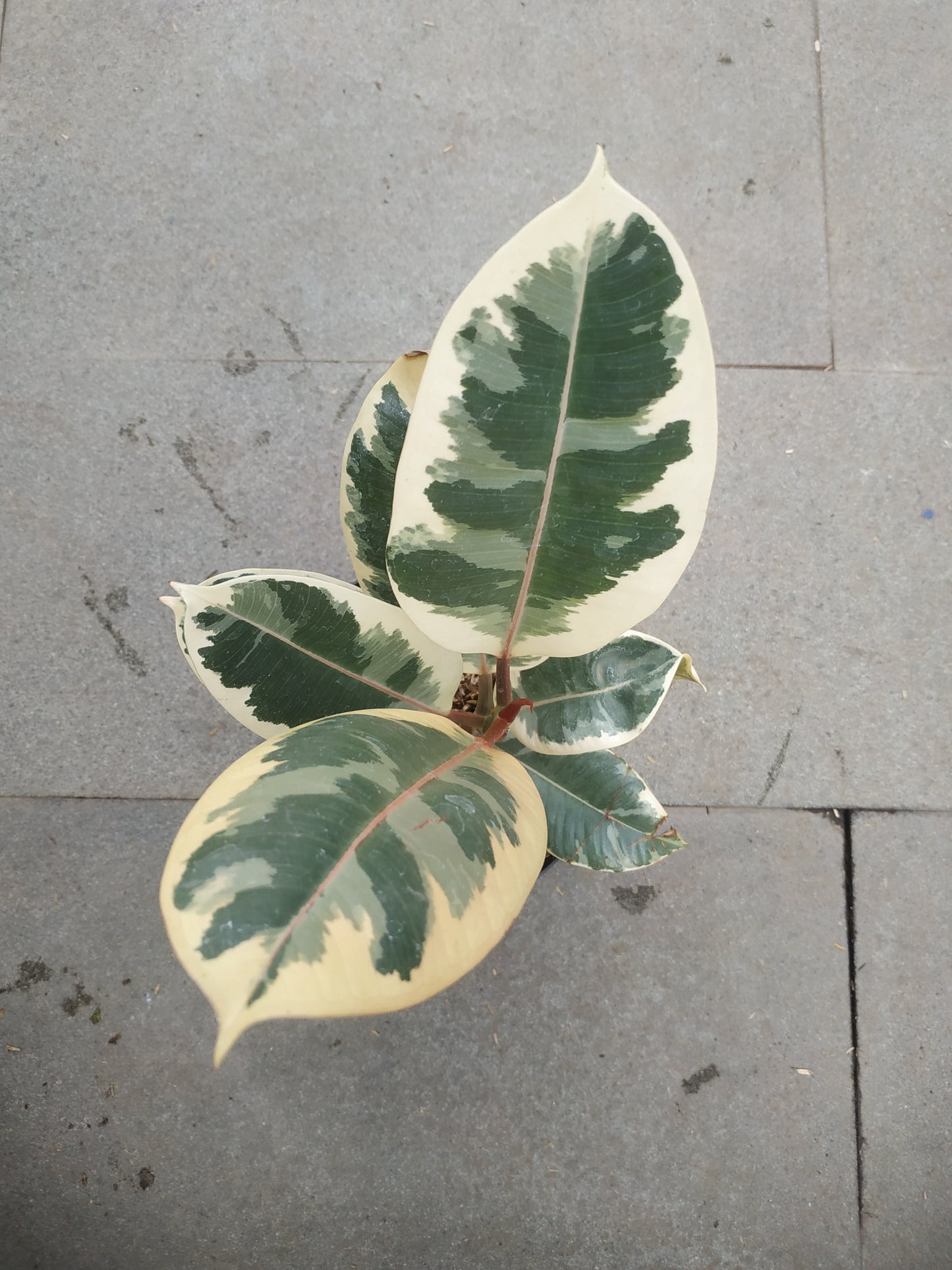 Ficus Elastica Tineke Variegated