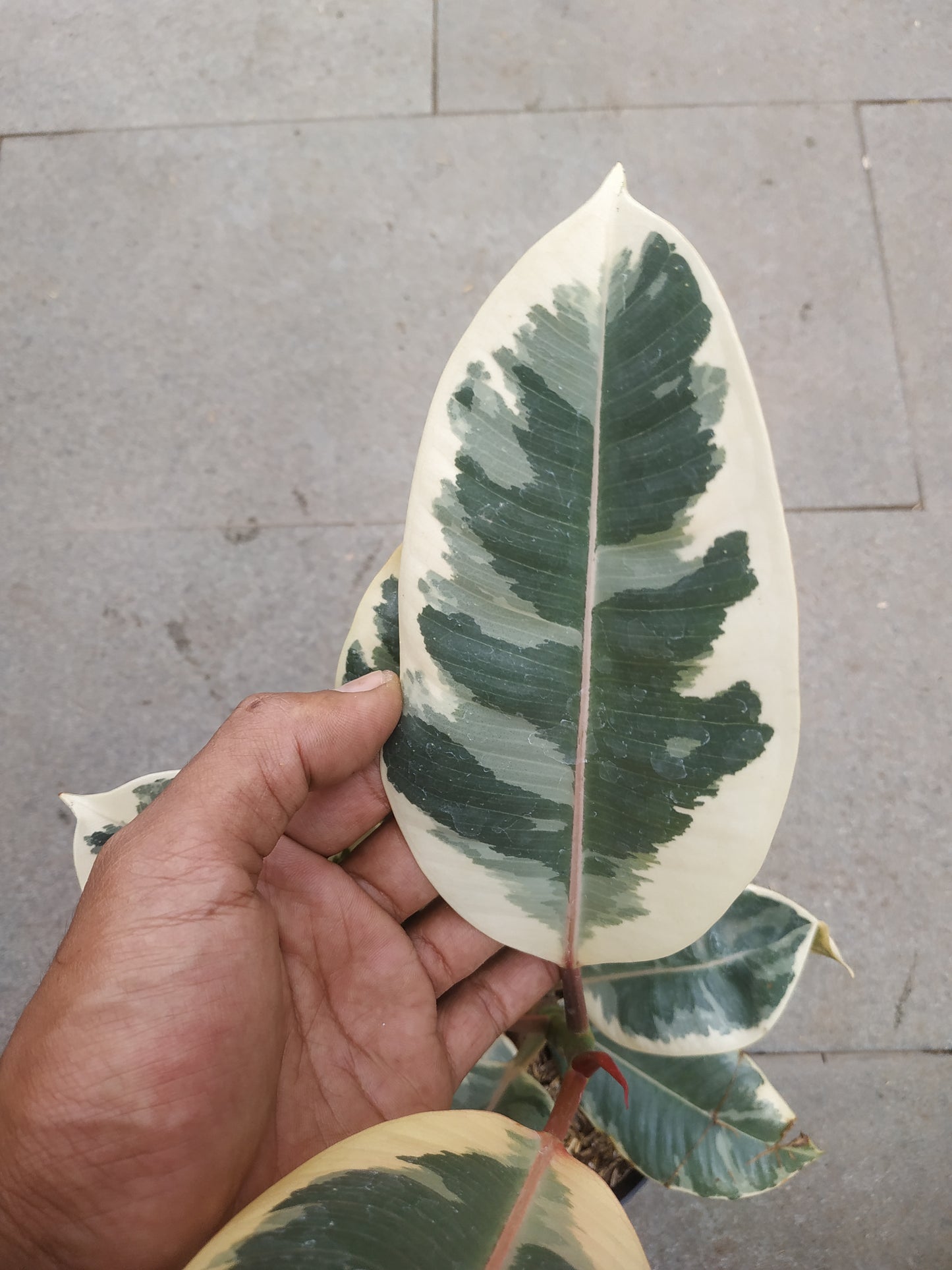 Ficus Elastica Tineke Variegated