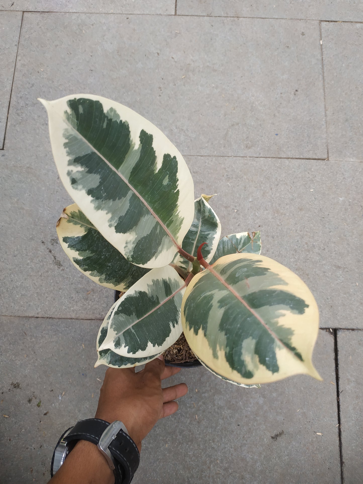 Ficus Elastica Tineke Variegated