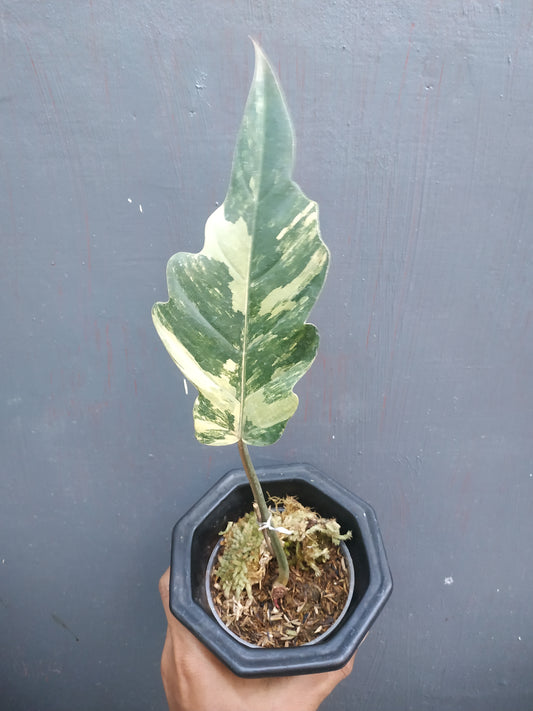 Philodendron Caramel Marble Variegated Rooted Cutting