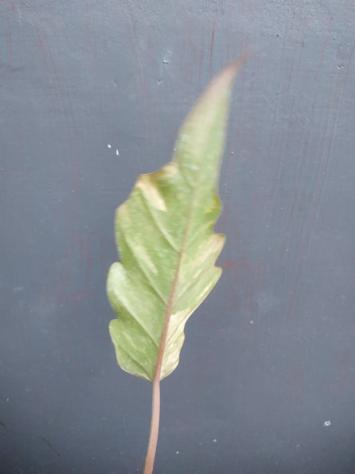 Philodendron Caramel Marble Variegated Rooted Cutting