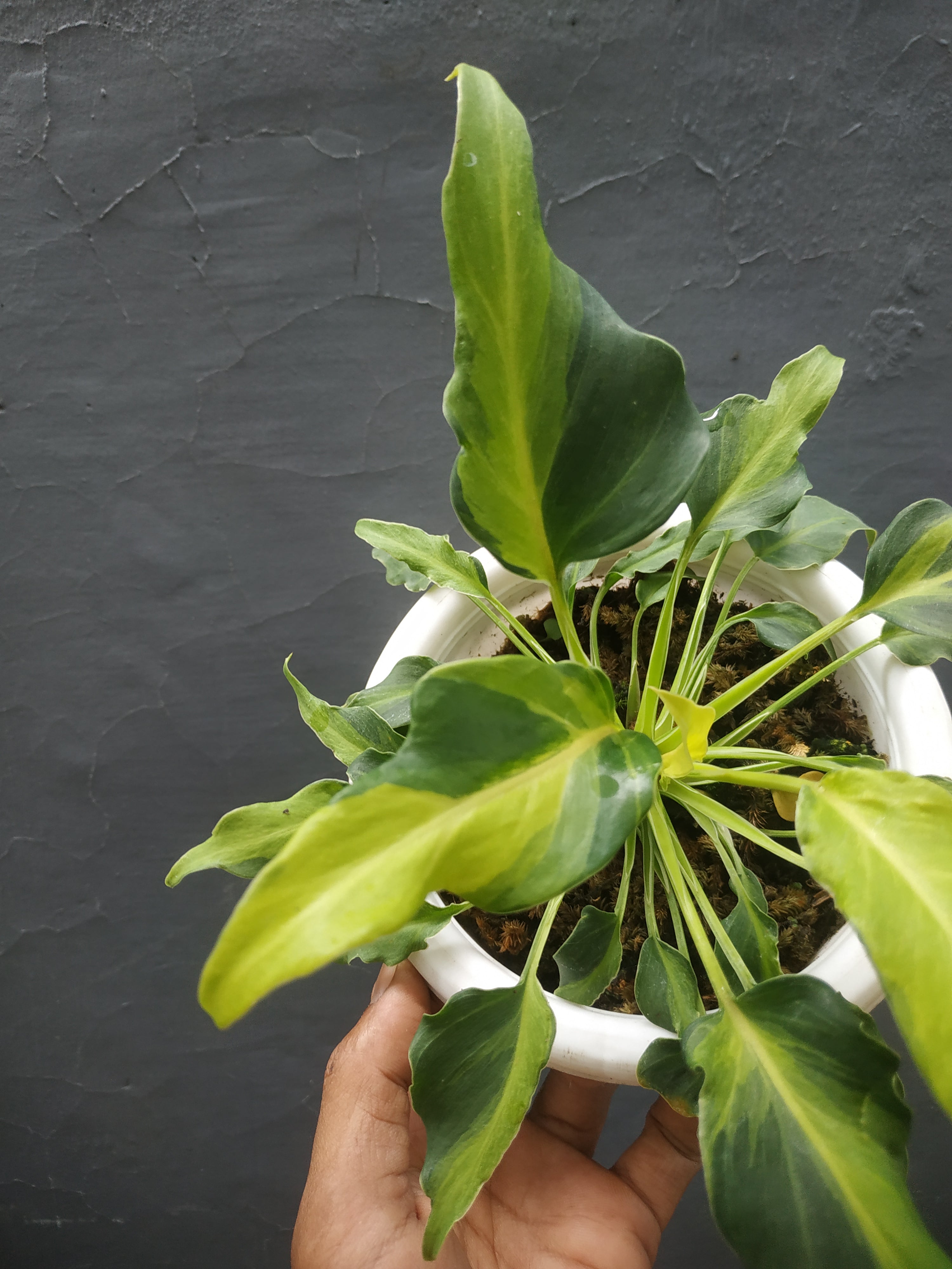 Philodendron Xanadu 2024 Variegated