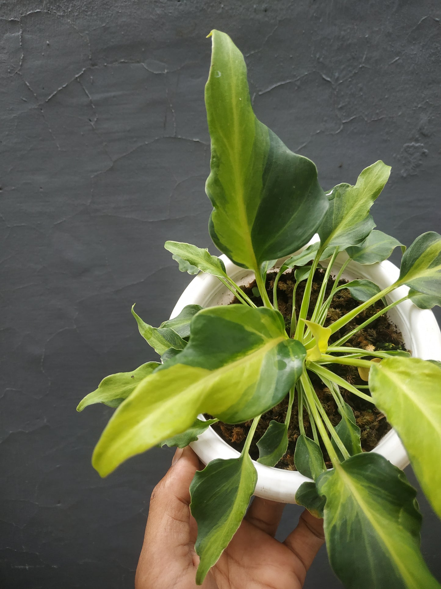 Philodendron Xanadu Dwarf Variegated