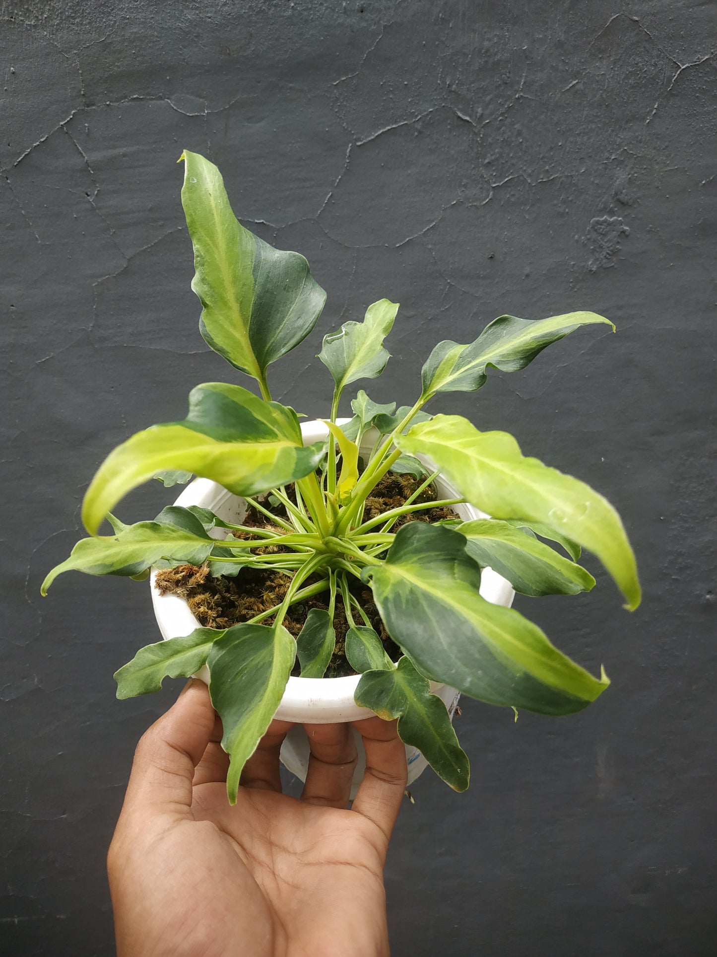 Philodendron Xanadu Dwarf Variegated