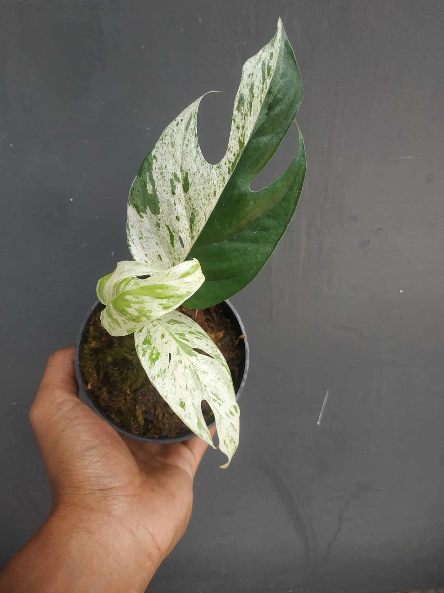 Epipremnum Marble Variegated