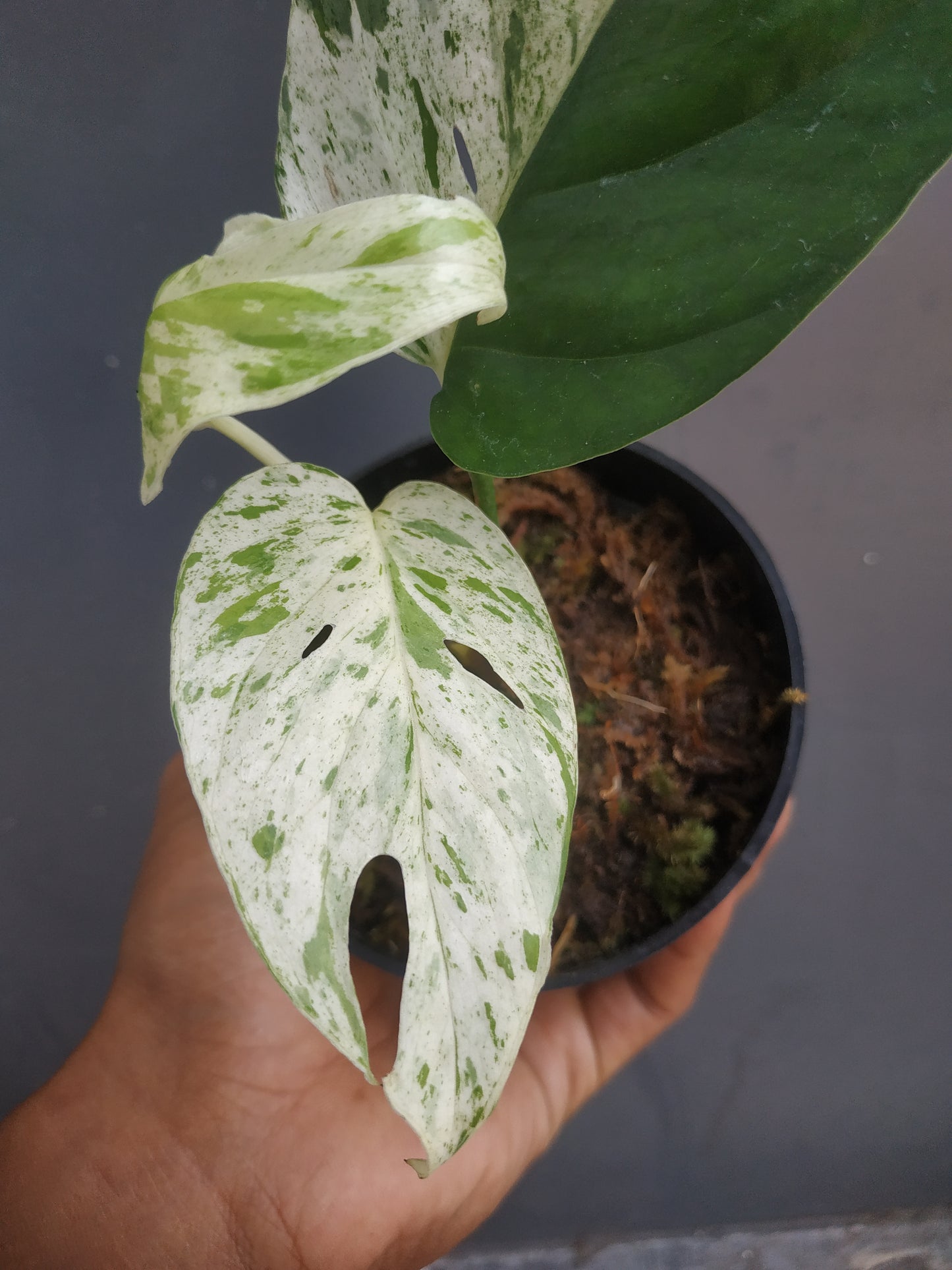 Epipremnum Marble Variegated