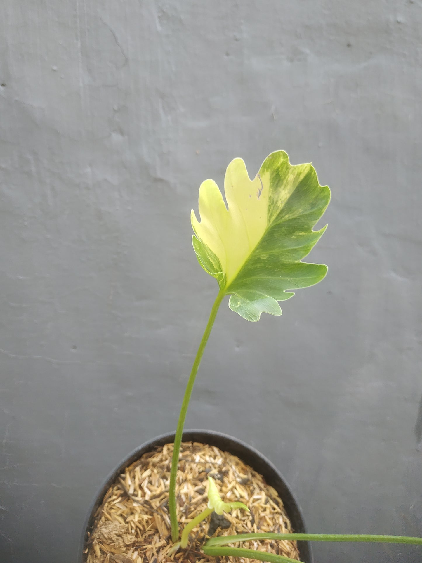 Philodendron Selloum Variegated