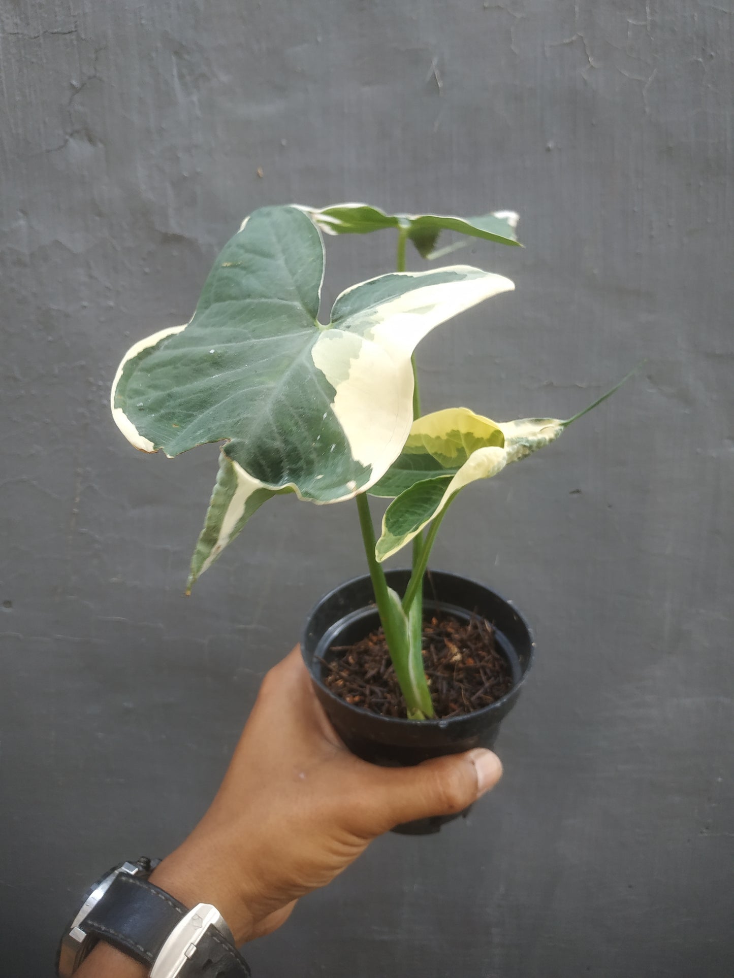 Alocasia Mickey Mouse Albo