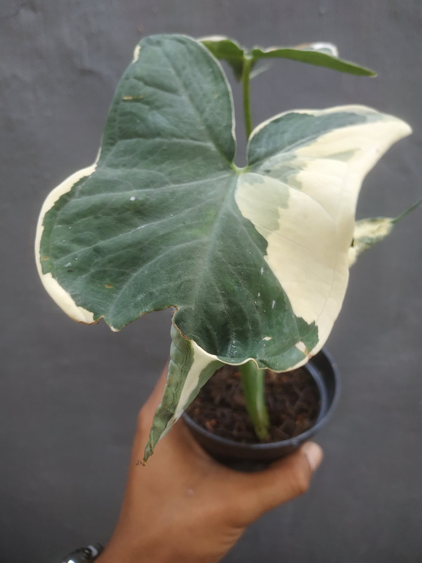 Alocasia Mickey Mouse Albo