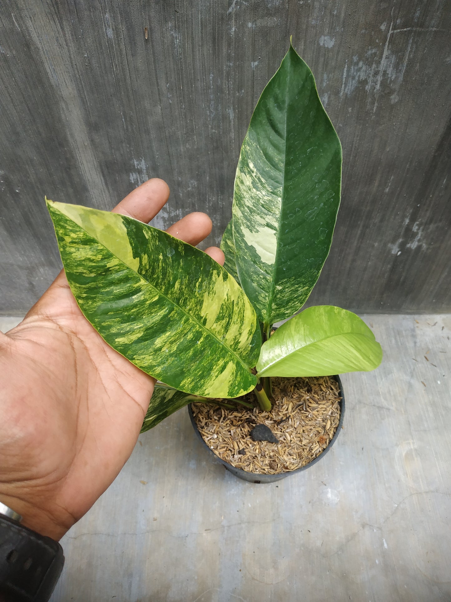 Rhaphidophora Foraminifera Aurea Variegated Medium