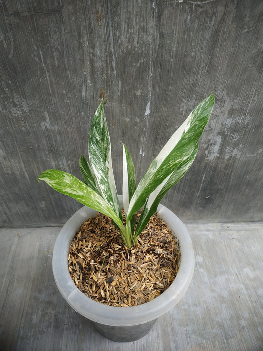 Rhaphidophora Megasperma Variegated