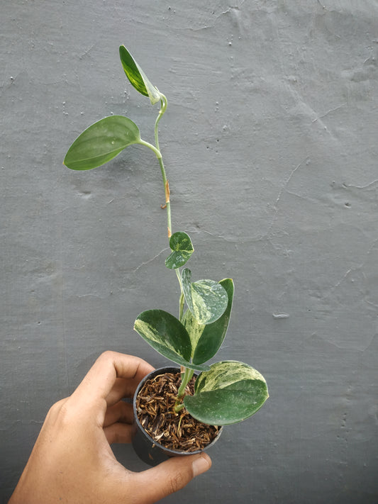 Scindapsus Treubii Black Variegated