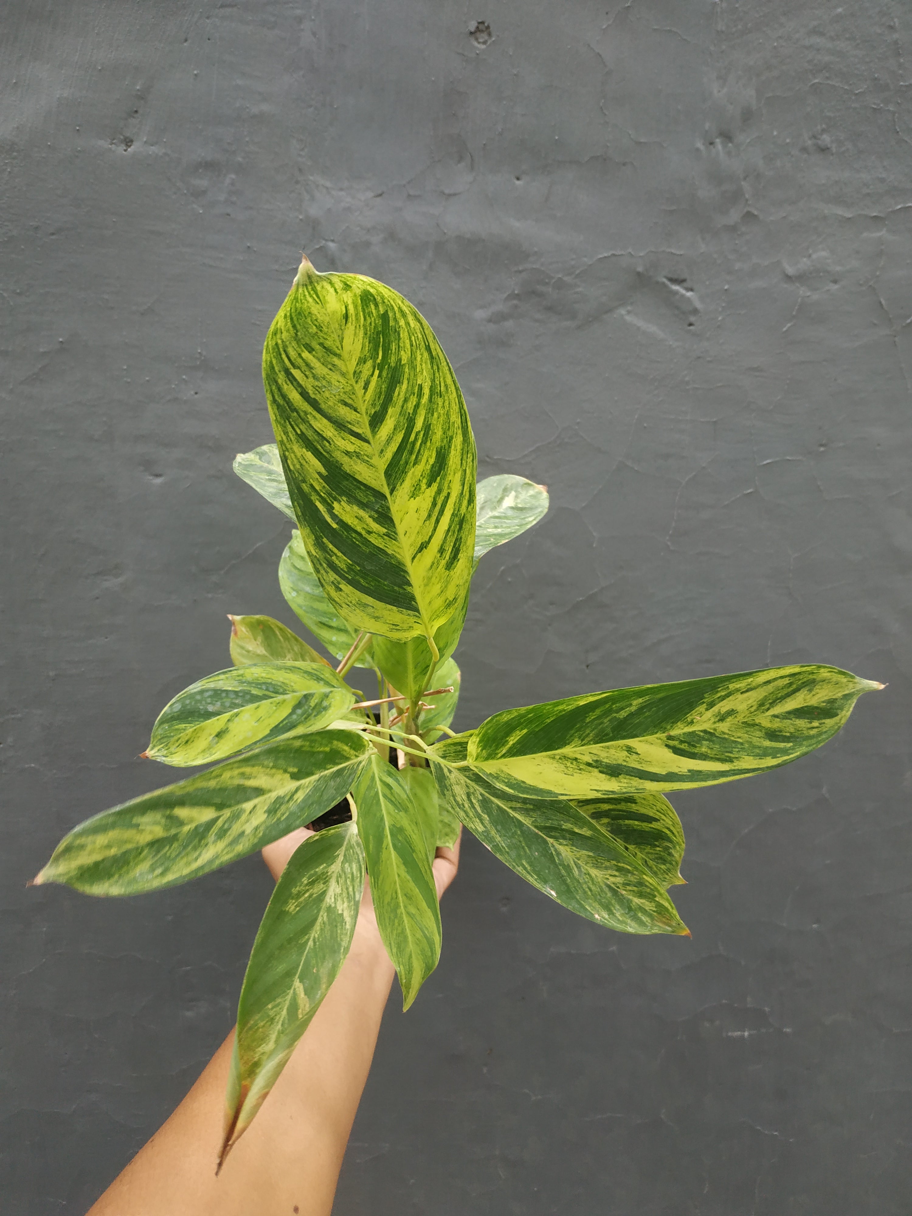 Calathea Charlie – Giant Tropical Nursery