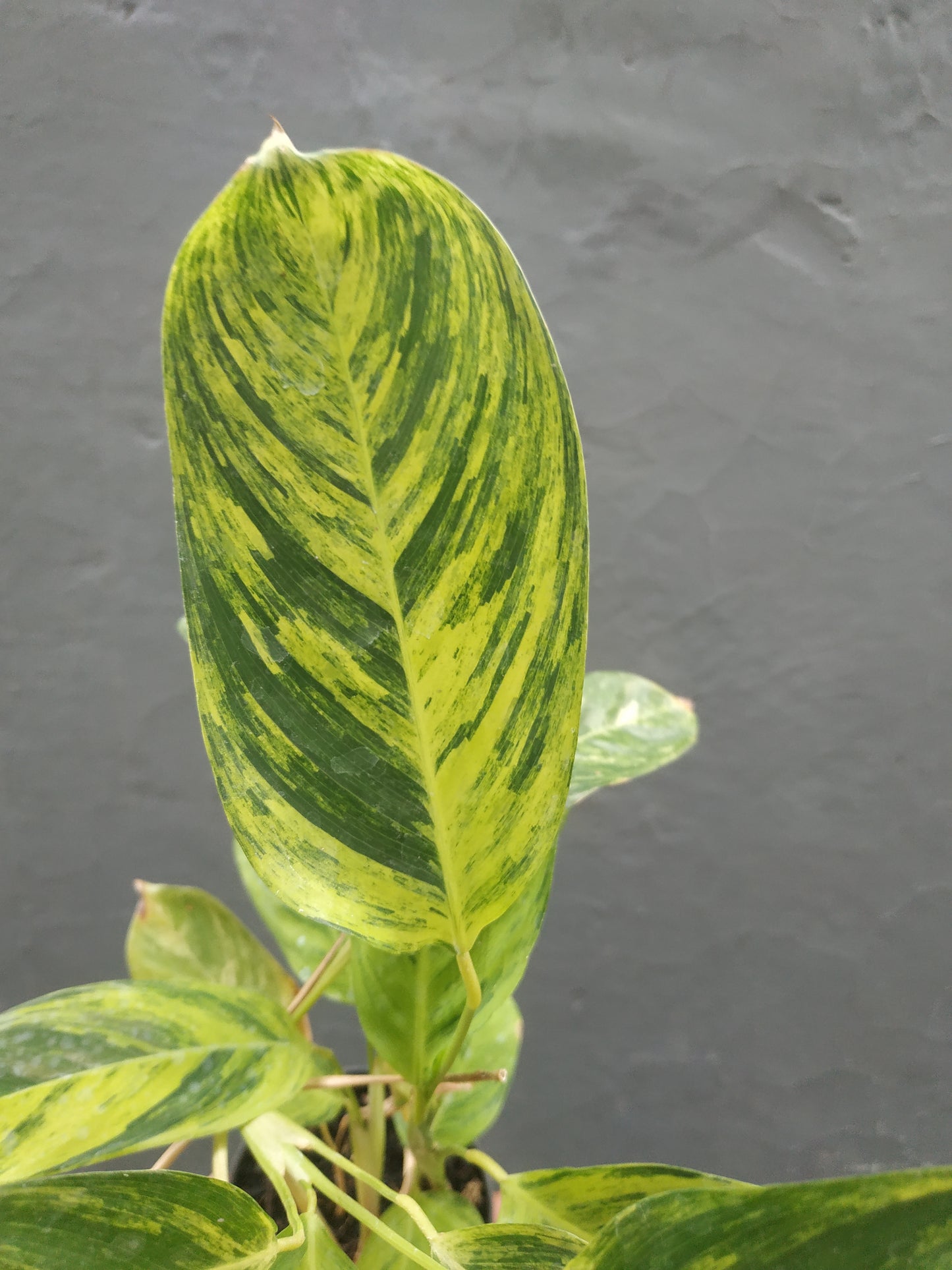 Calathea Charlie