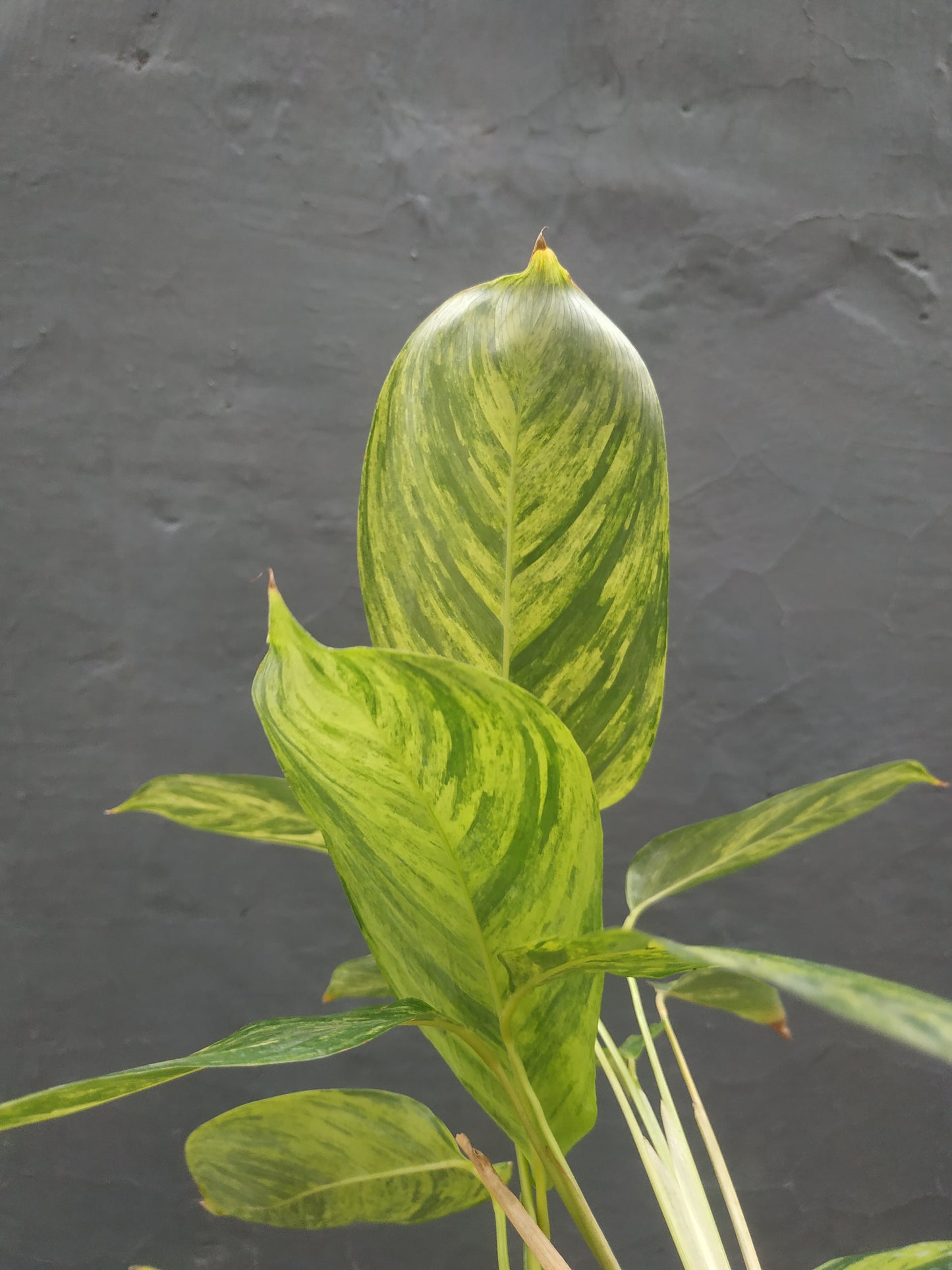 Calathea Charlie