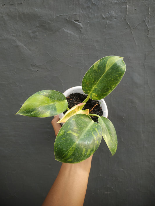 Philodendron Green Congo Marble Variegated