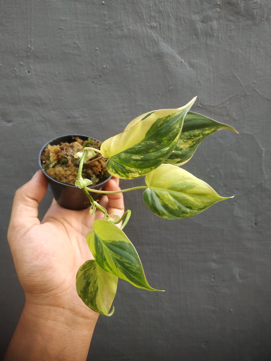 Philodendron Micans Variegated