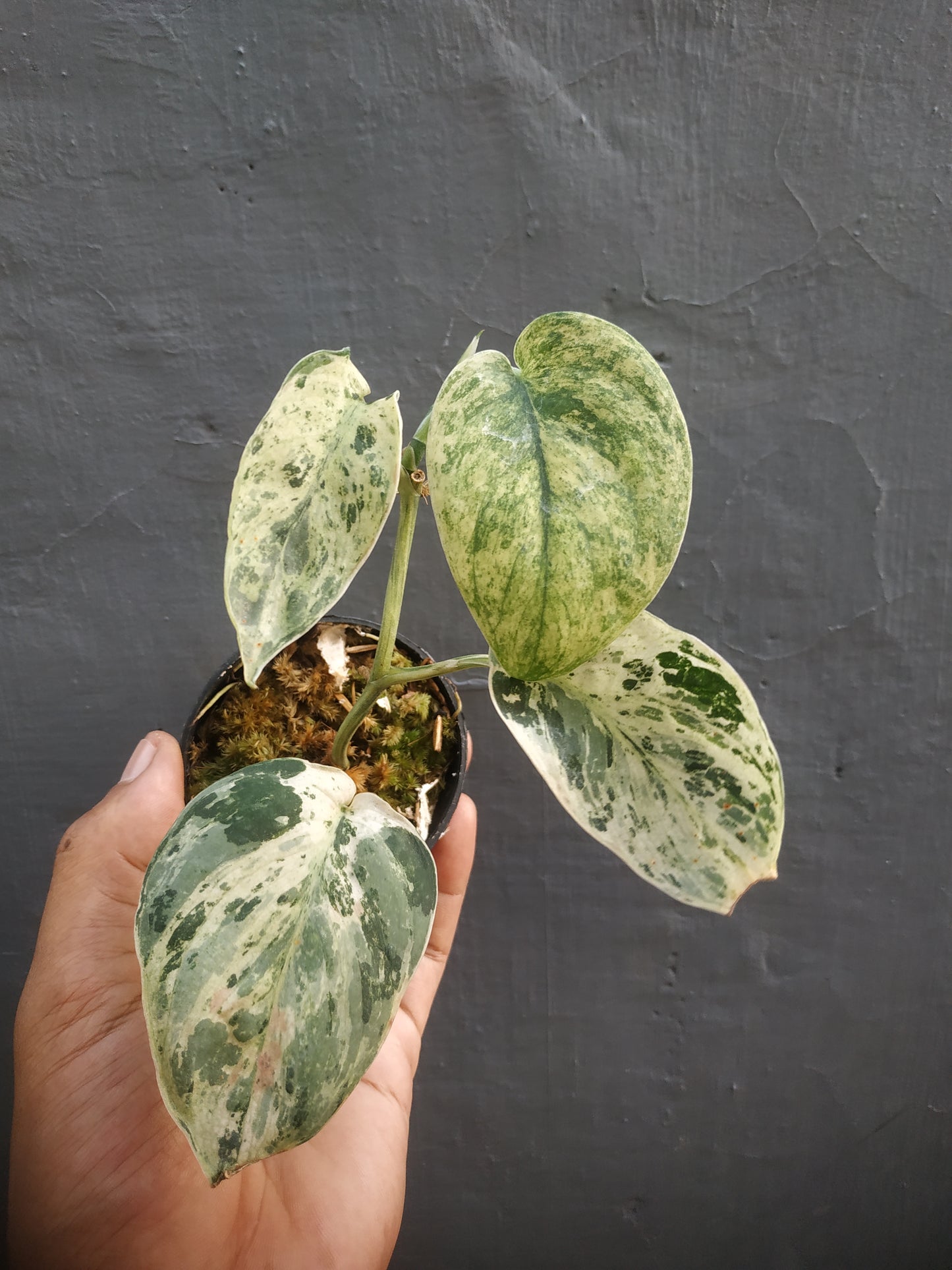 Scindapsus Jade Satin Marble Variegated