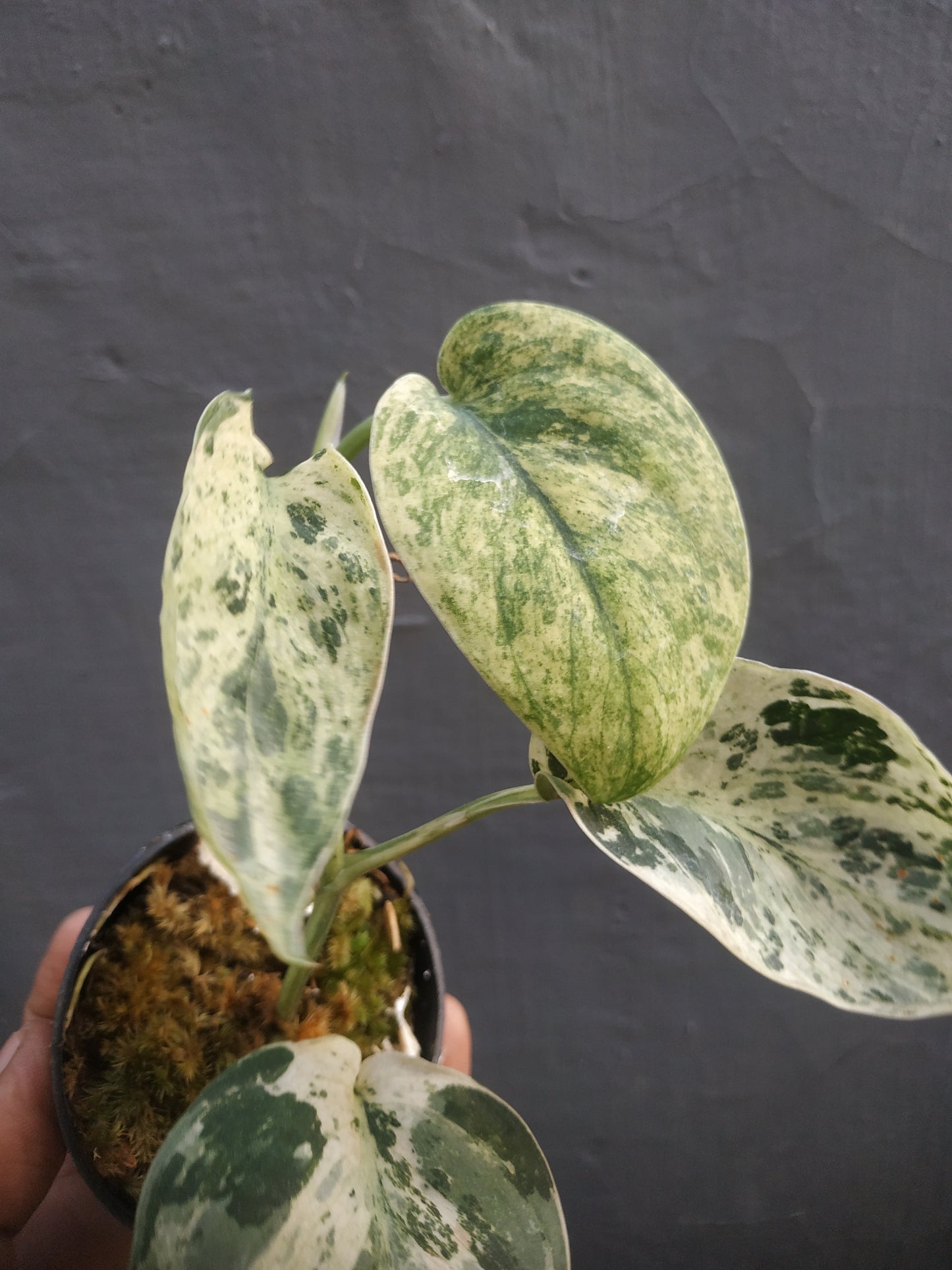 Scindapsus Jade Satin Marble Variegated