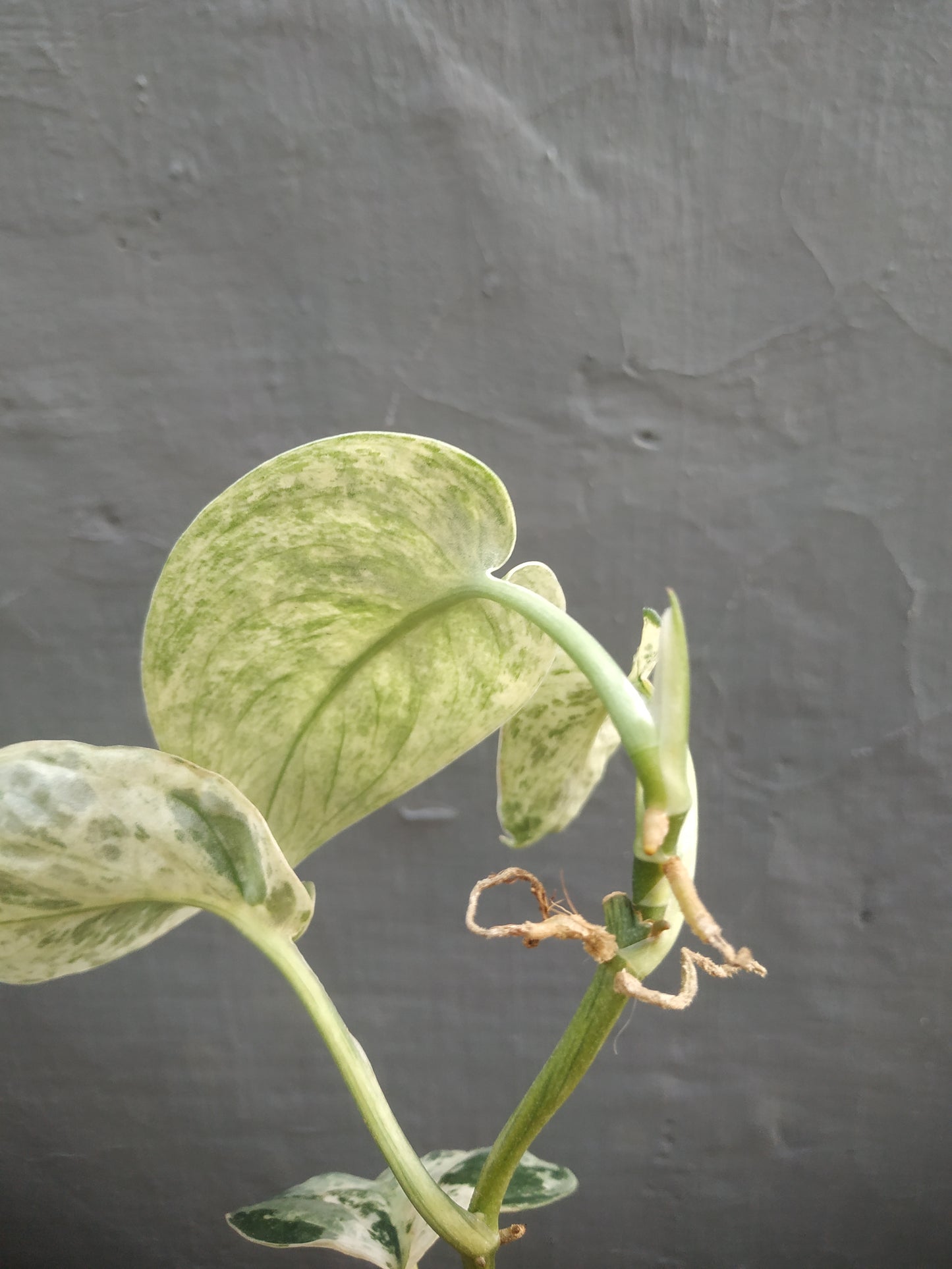 Scindapsus Jade Satin Marble Variegated