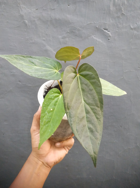 Anthurium Magnificum x Papilillaminum