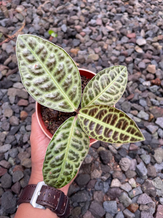 Labisia turtle back, Labisia,Labisia plant
