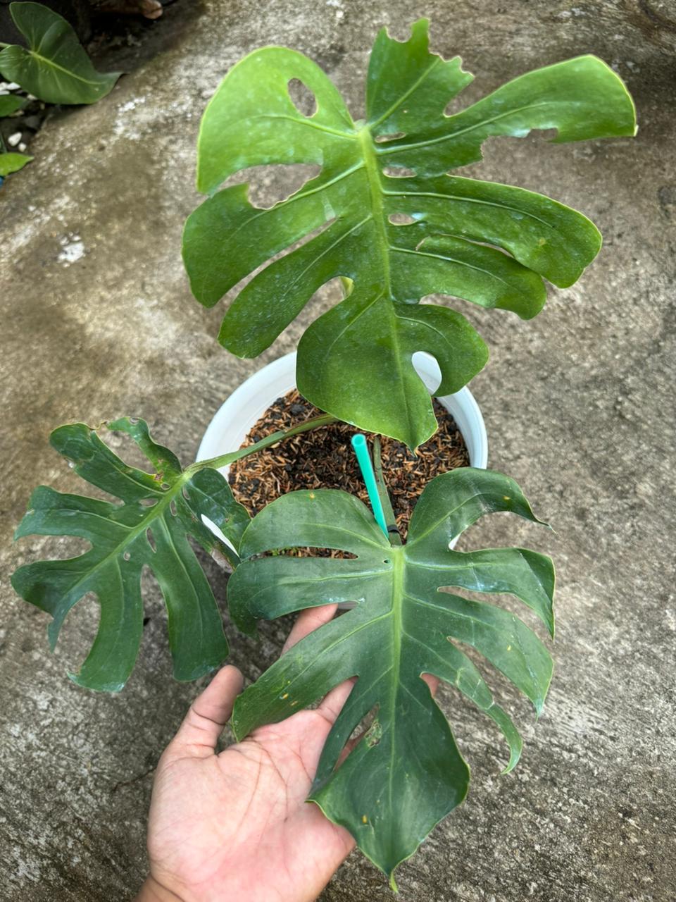 Monstera, monstera dwarf compacta kunzo, rare monstera,monstera plant, monstera green