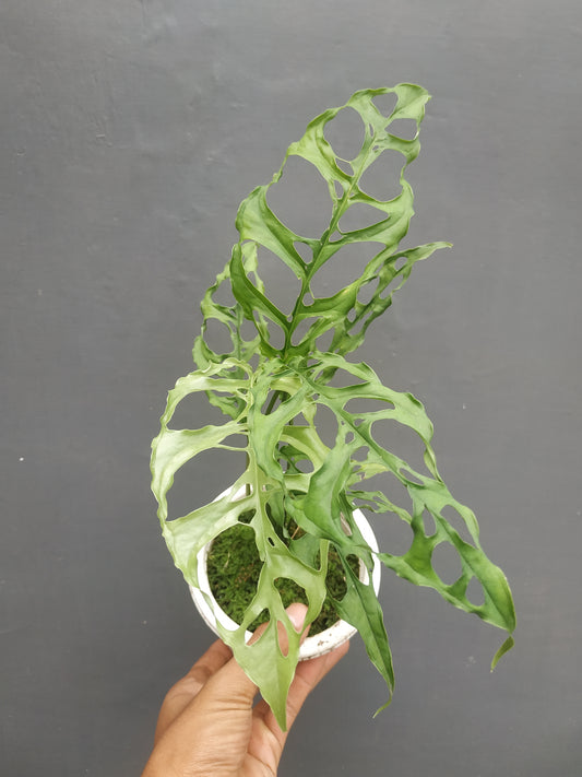 Monstera obliqua,monstera plant,monstera obliqua peru,monstera plants,monstera 
