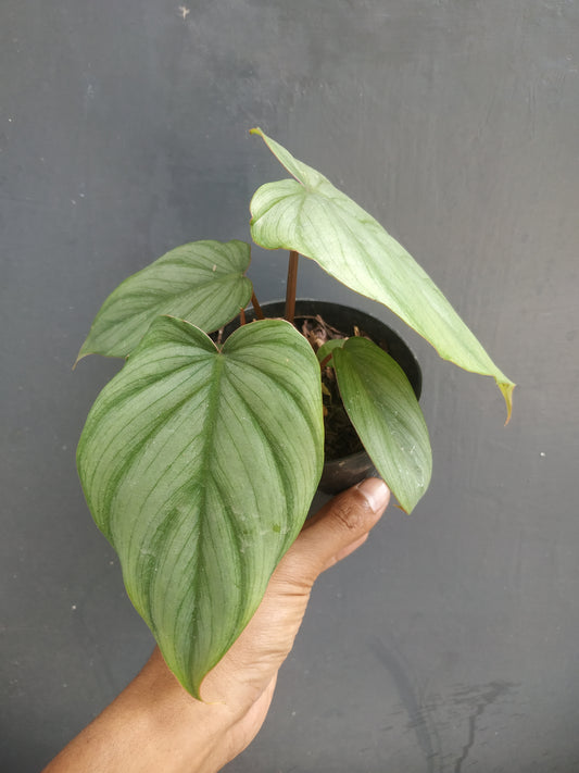 Philodendron Verrucosum x Philodendron Mayoi