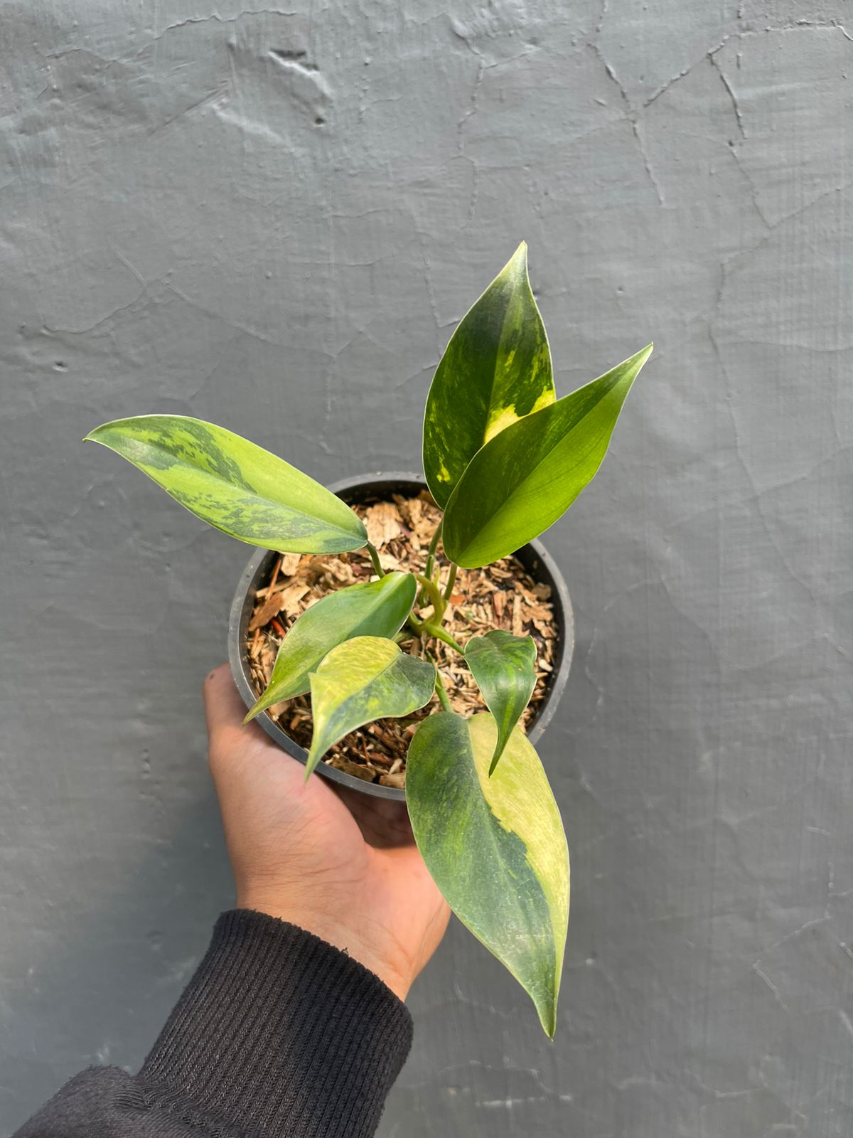 philodendron avocado shake,philodendron variegated,philodendron,rare plants,variegated,variegated plants