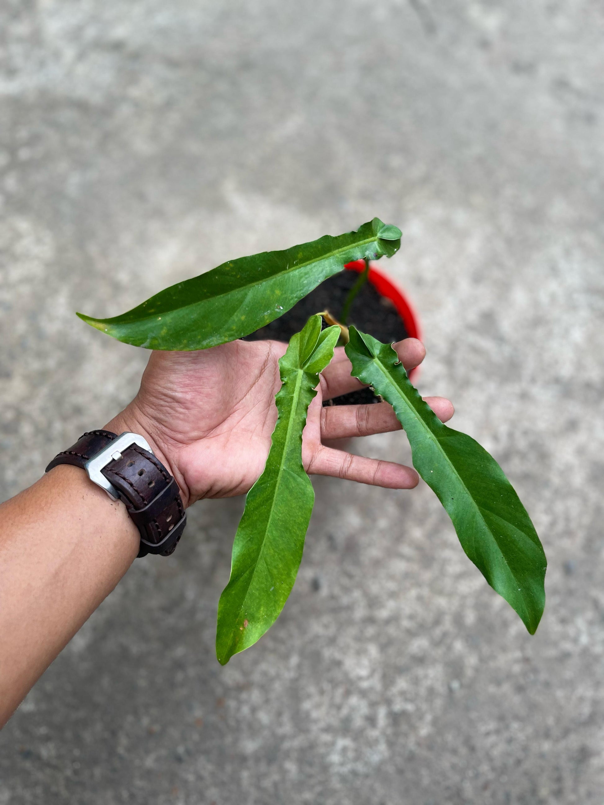 Philodendron Hybrids,philodendron,philodendron florida beauty x philodendron bob cee,rare philodendron,philodendron plants,plantsale,live plant