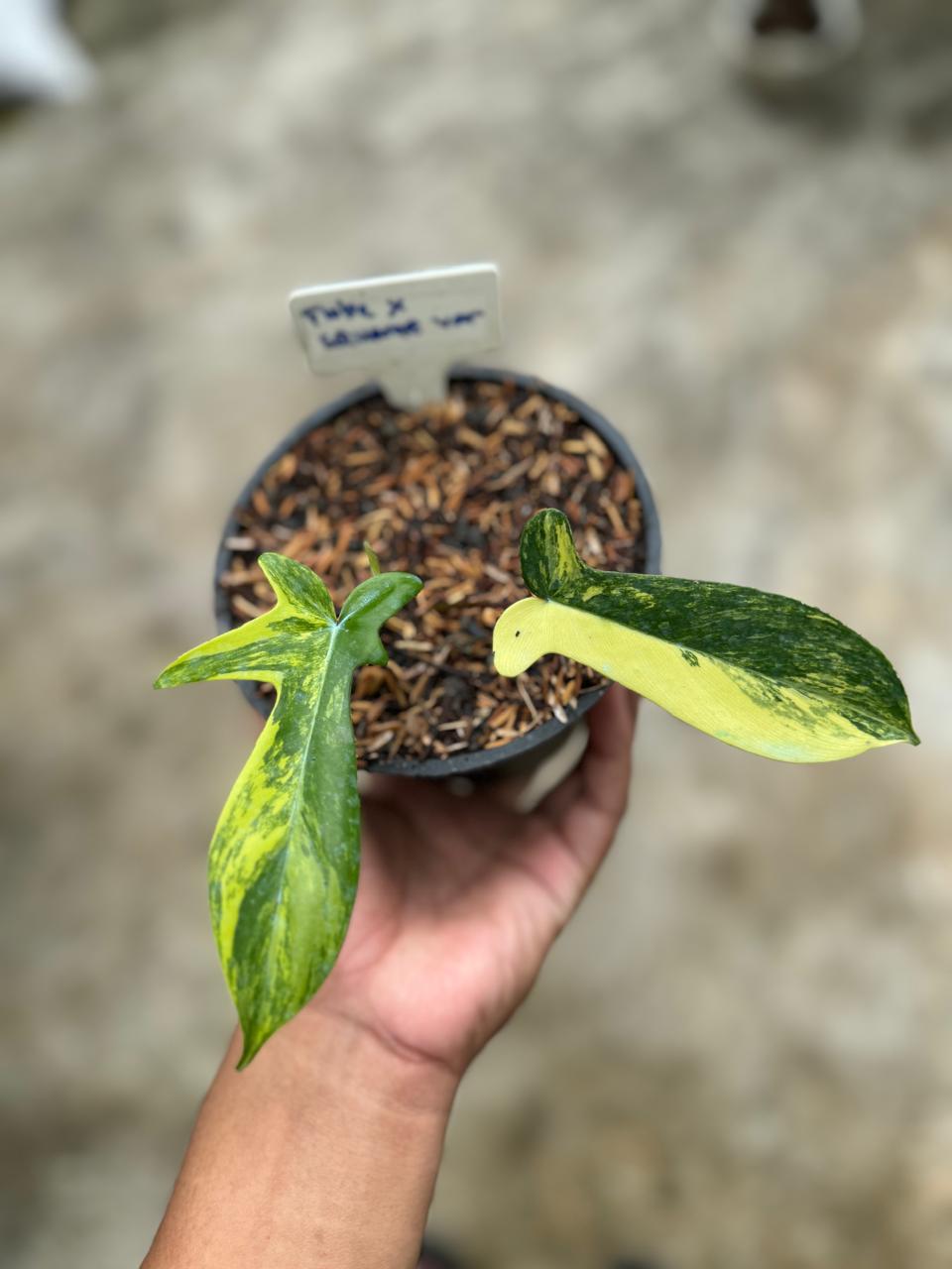 Philodendron Hybrid Variegated, Philodendron, Variegated philodendron variegated plants