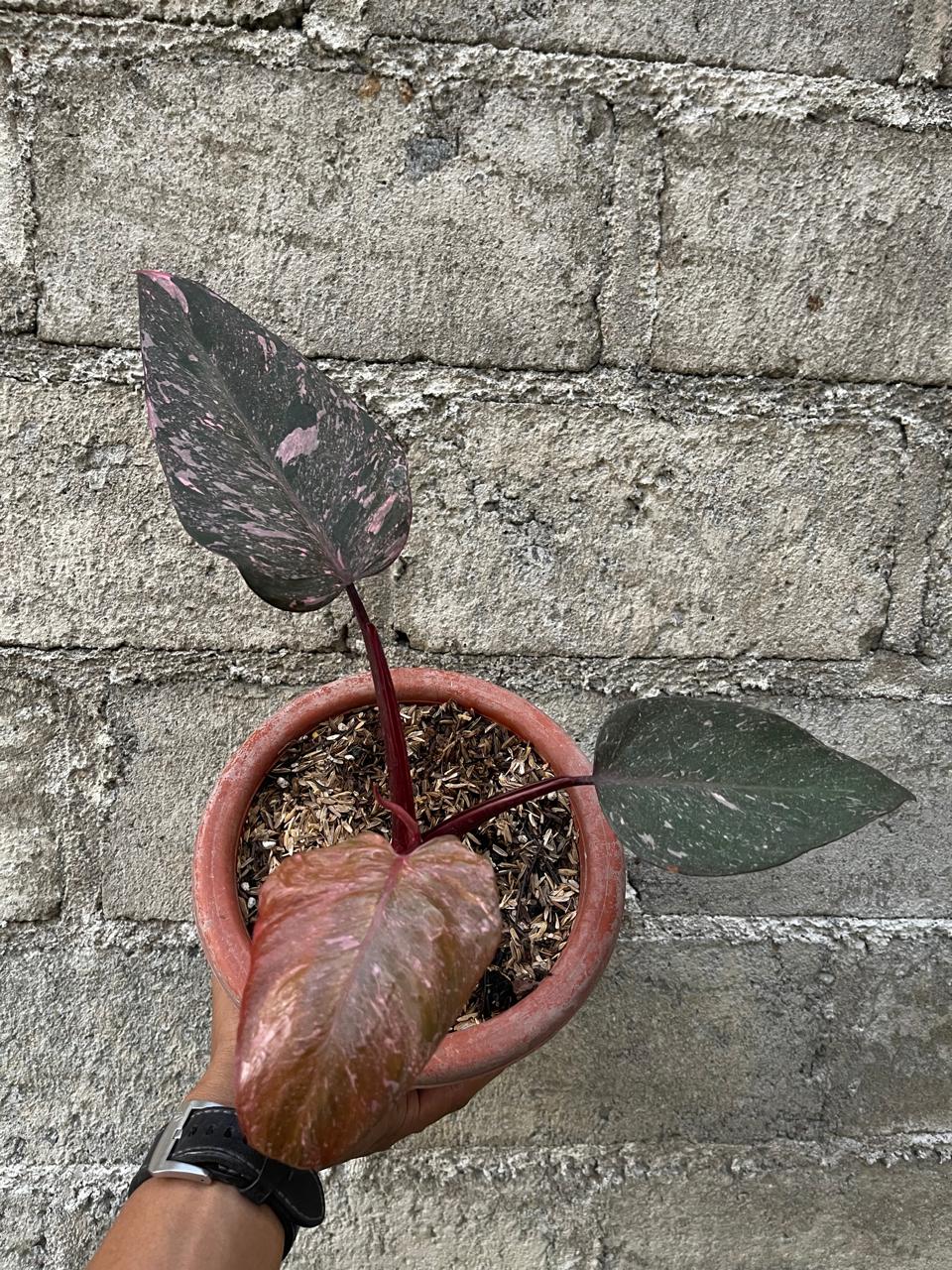 Philodendron,Philodendron pink princess galaxy,philodendron variegated,rare plant,rare philodendron