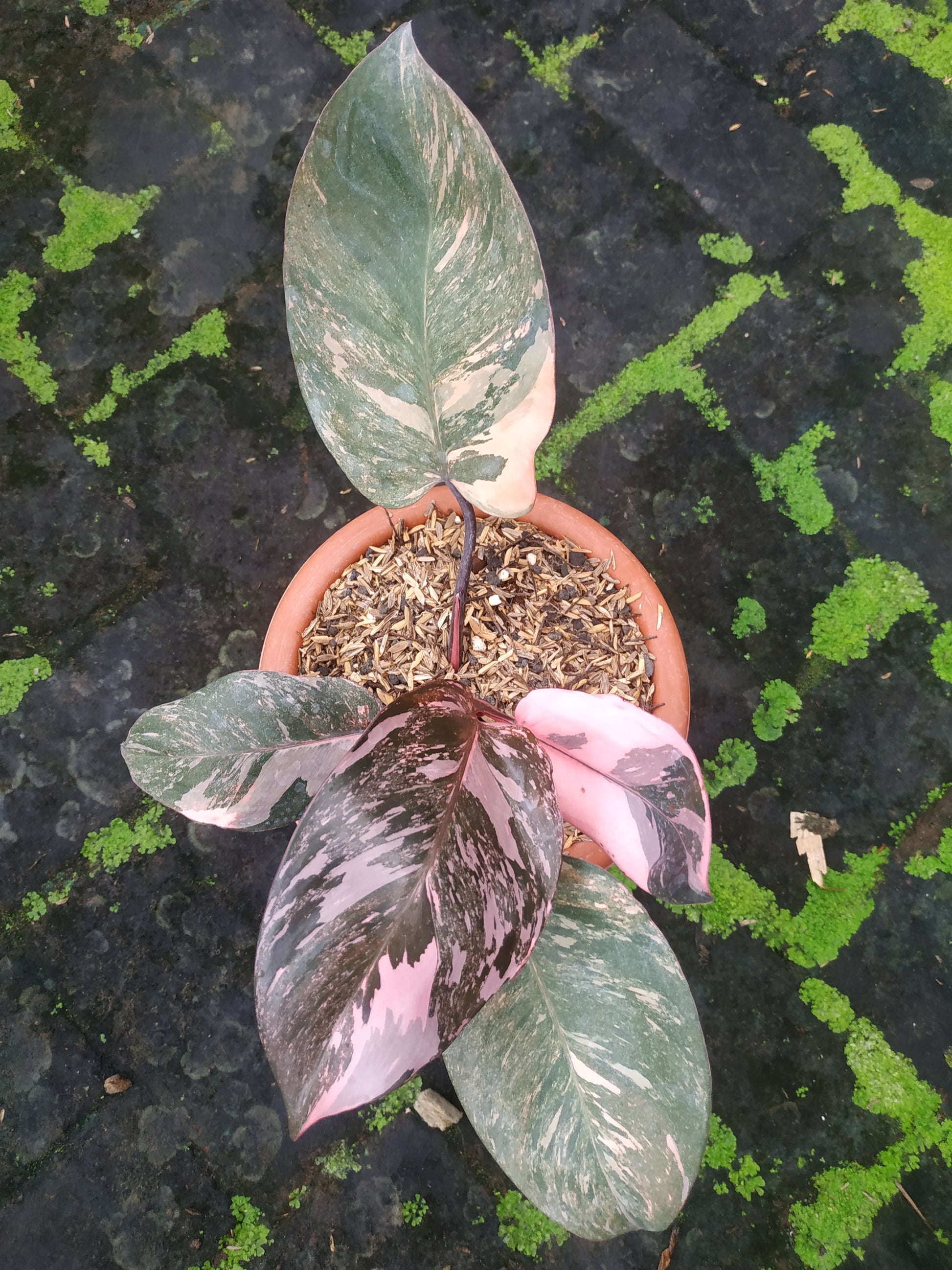 Philodendron pink princess galaxy,philodendron pink princess,philodendron pink,philodendron,rare plant,variegated philodendron