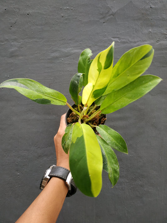 philodendron thai sunrise,philodendron,variegated plants,live philodendron thai sunrise,rare philodendron,live plants,plant sale,outdoor plants,indoor plants