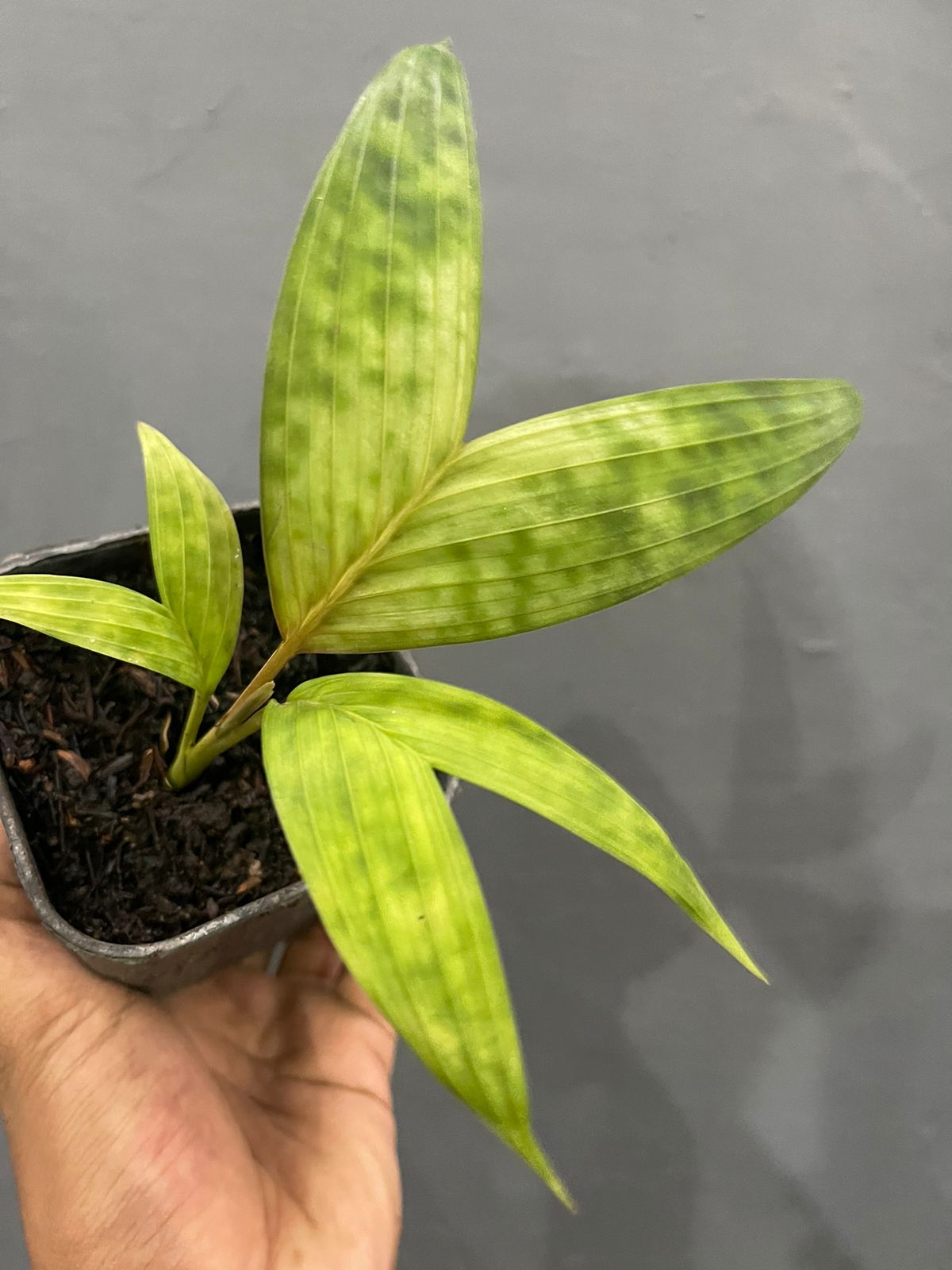 Pinanga Crassipes,Licuala Maculata,Palm,Rareplants
