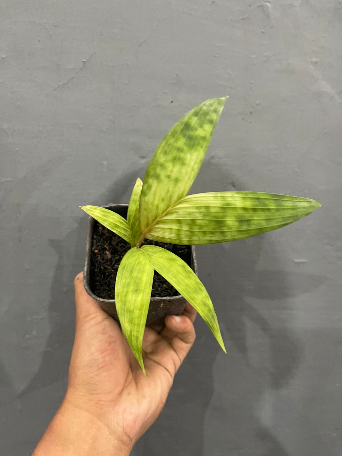 Pinanga Crassipes,Licuala,palm,rareplants