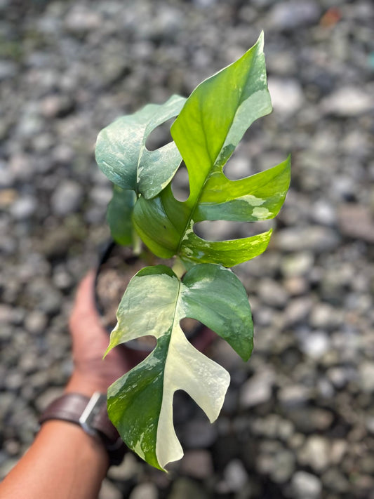 Rhaphidophora,rhaphidophora tetrasperma variegated,raphidophora plant,rhaphidophora tetrasperma