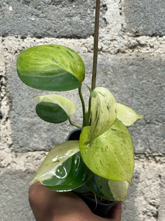 Scindapsus blue albo mint variegated,scindapsus pictus,scindapsus blue albo