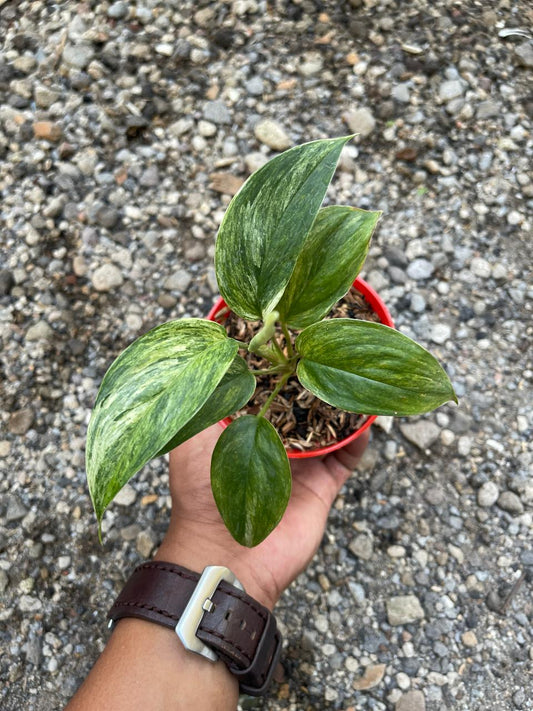 Scindapsus,scindapsus blue albo tricolor,scindapsus pictus,scindapsus variegated