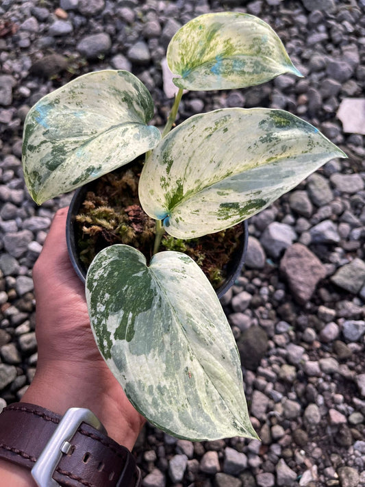 Scindapsus Cream Burle,scindapsus pictus,scindapsus,scindapsus variegated,scindapsus plant