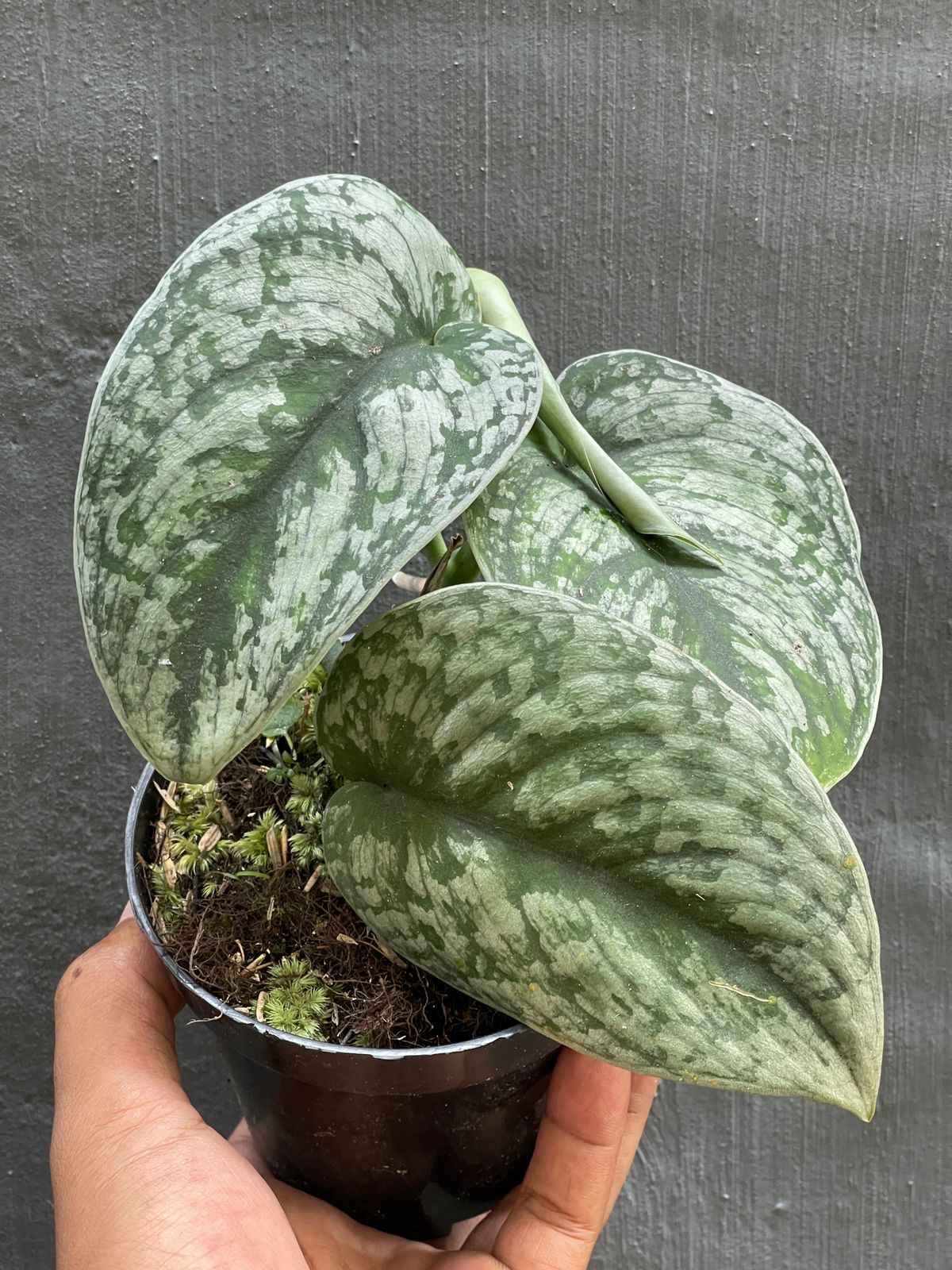 Scindapsus Pictus,Scindapsussilvercloud,Scindapsus,scindapsus plant