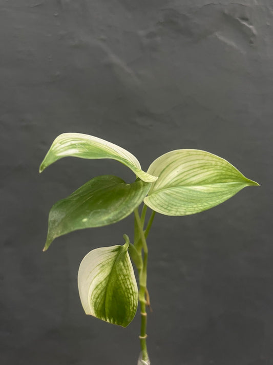 scindapsus,scindapsusplant,scindapsuswhitemonster,scindapsusvariegated,scindapsusplants