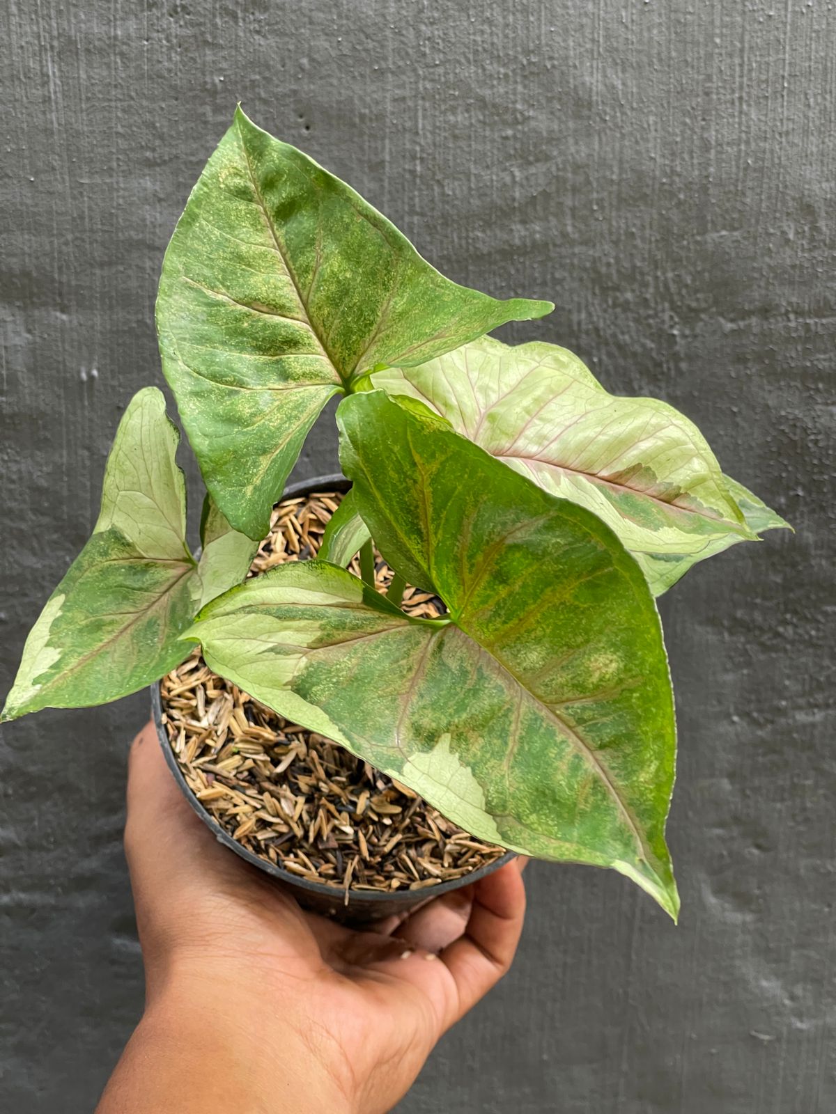 Syngonium,Syngoniumbronlava,syngoniumplant,syngoniumrare,syngoniumplants