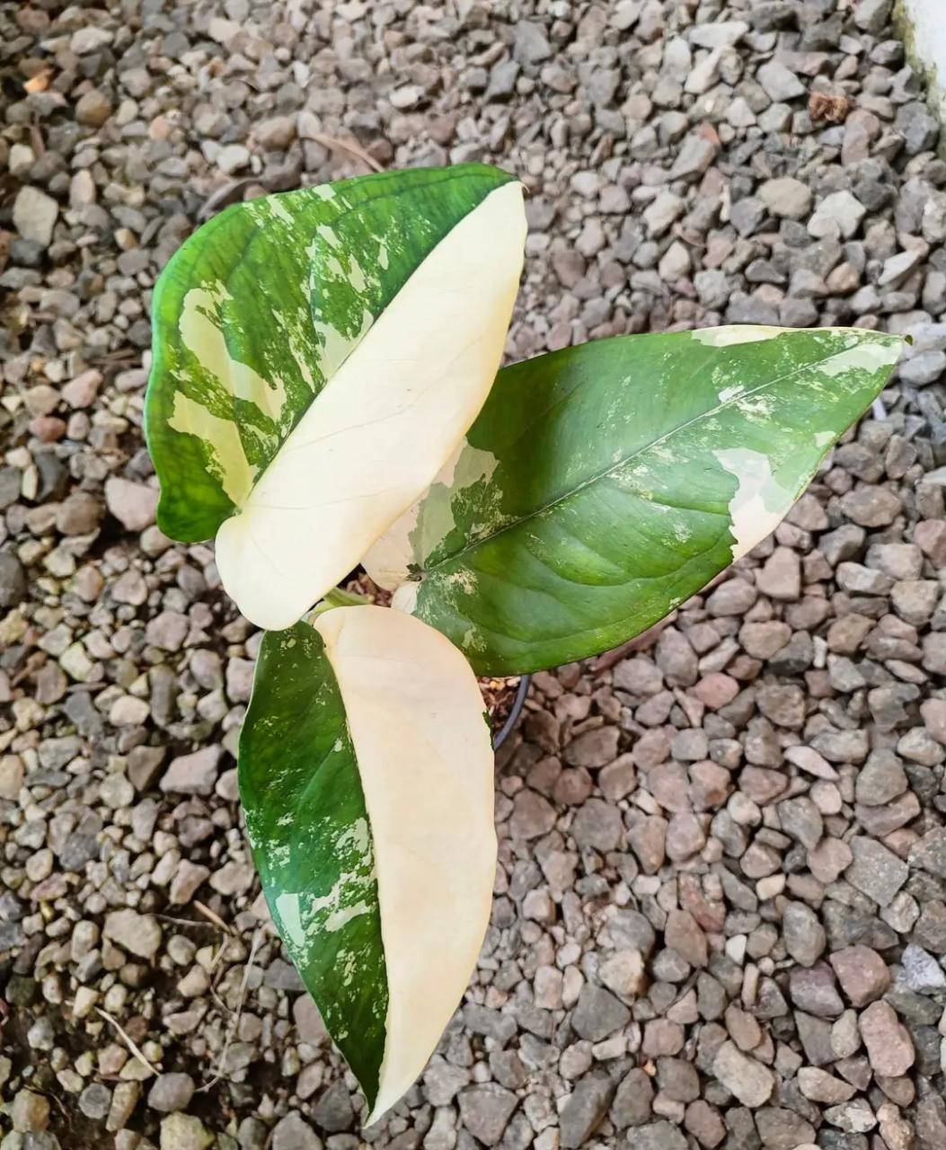 Syngonium Variegatd,syngonium chiapense variegated,variegated plants,rare plants,indoor plants,outdoor plants,foliage,plant sale